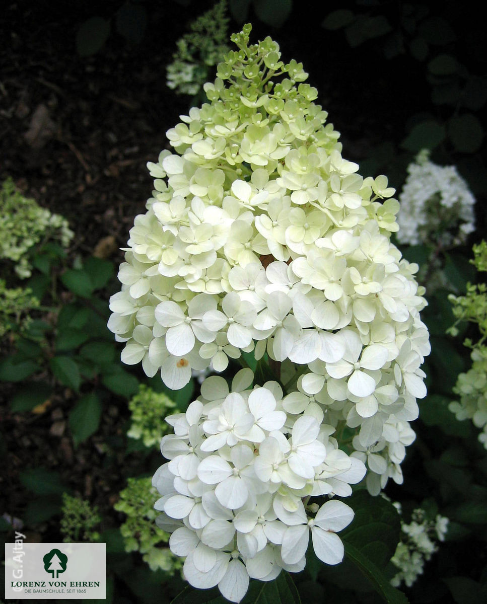 Hydrangea paniculata 'Unique'