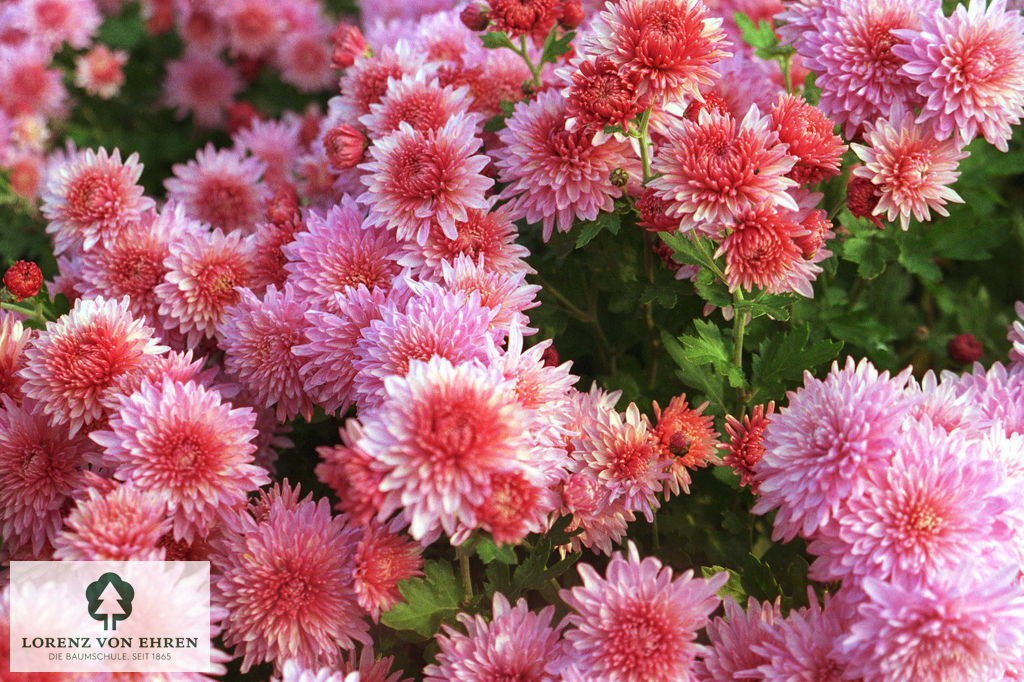 Chrysanthemum hortorum 'Orchid Helen'