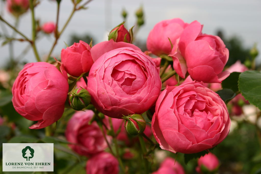 Rosa 'Pomponella'