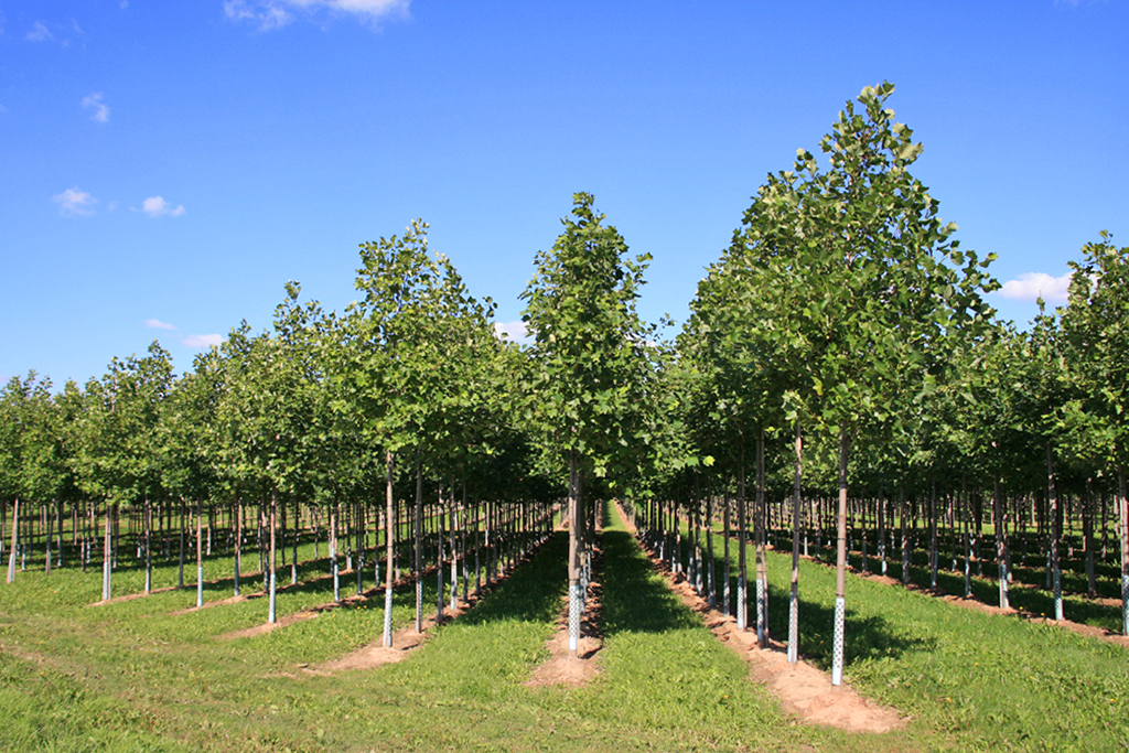 Tulpenbaum steht in der Baumschule