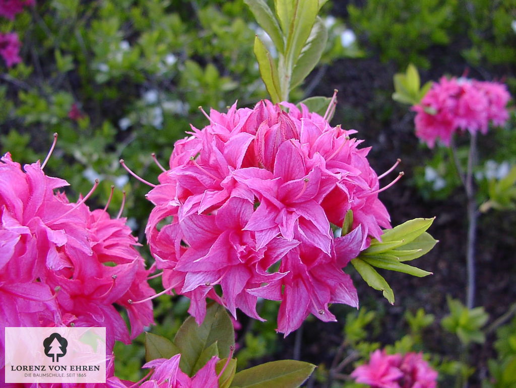 Rhododendron Azalea 'Homebush'