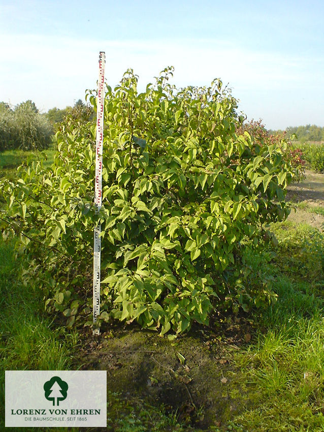 Syringa vulgaris