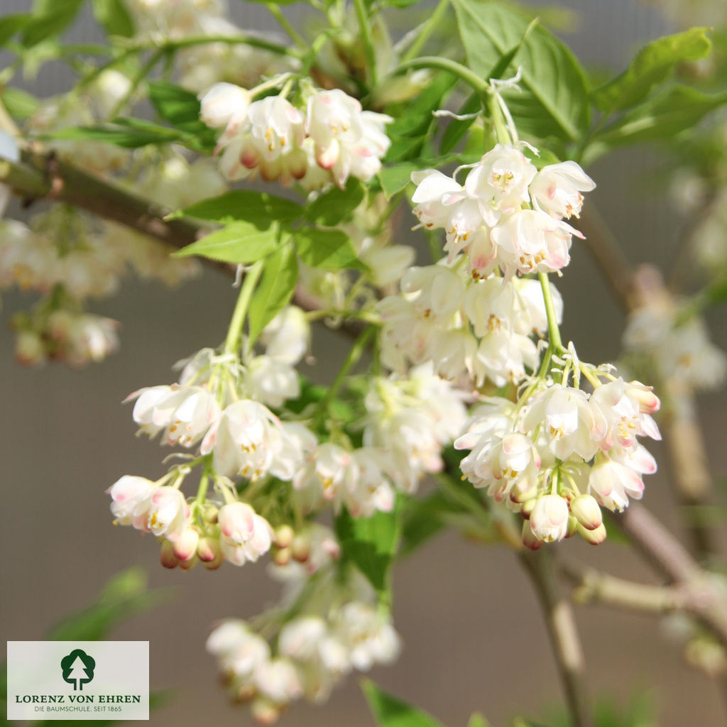 Staphylea colchica