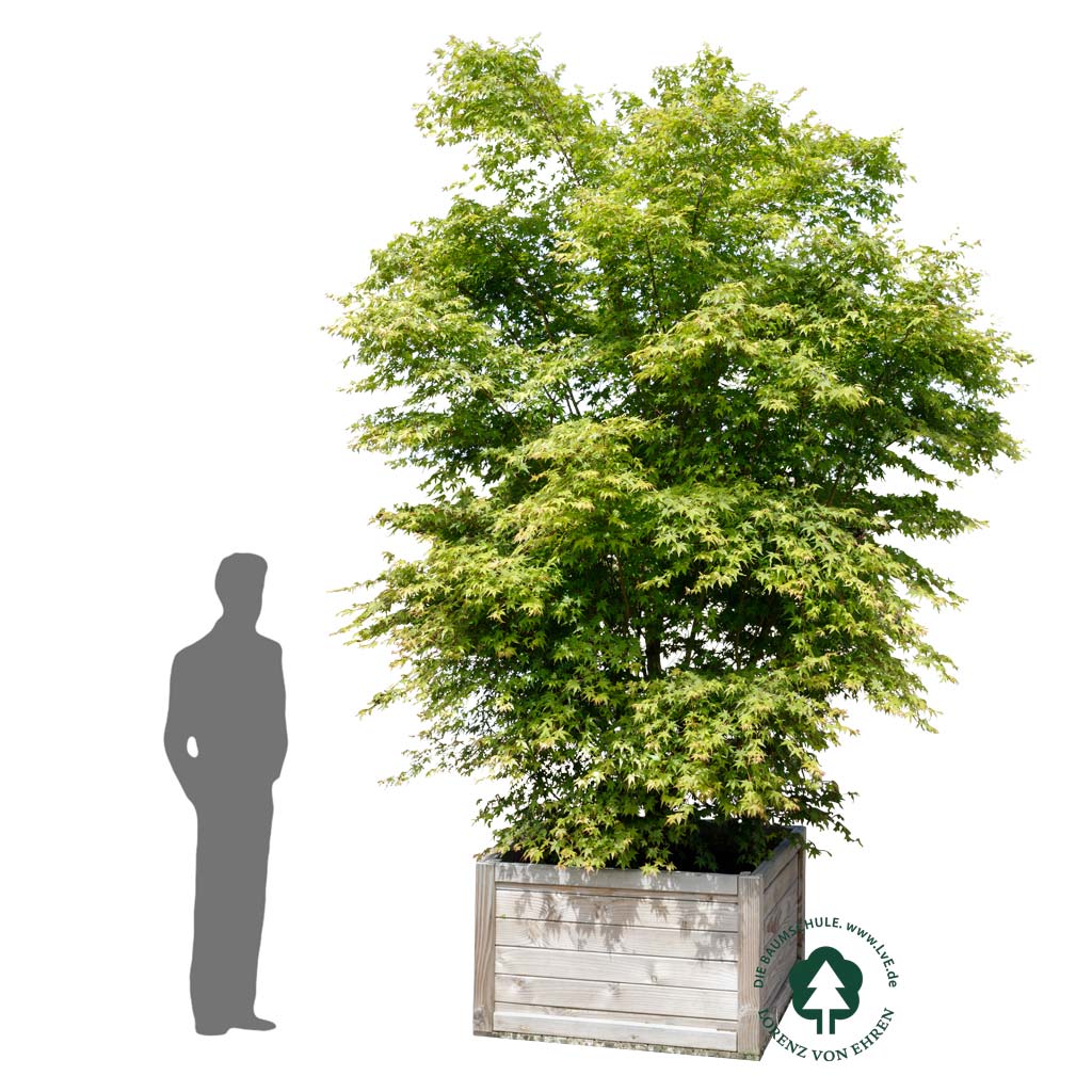 Acer palmatum