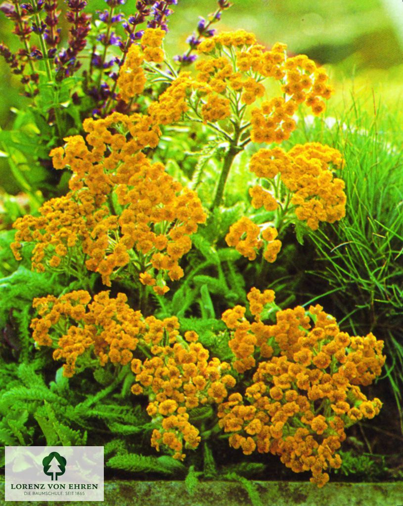 Achillea tomentosa 'Aurea'