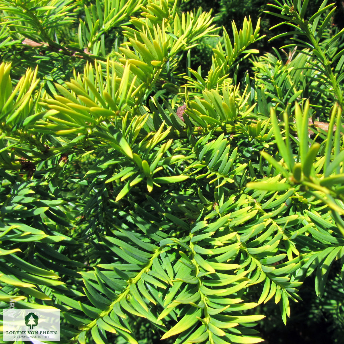 Taxus baccata 'Semperaurea'