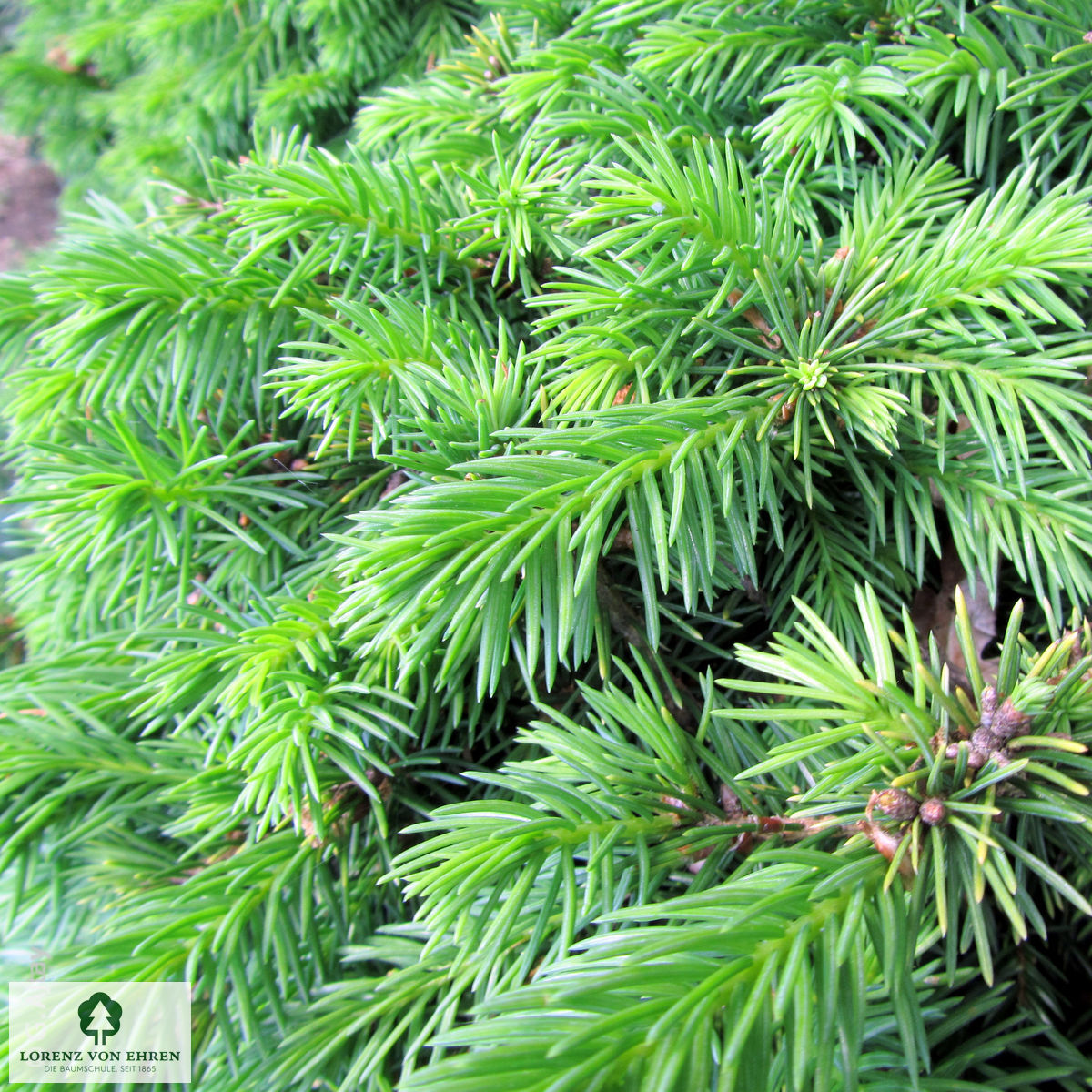 Picea abies 'Echiniformis'