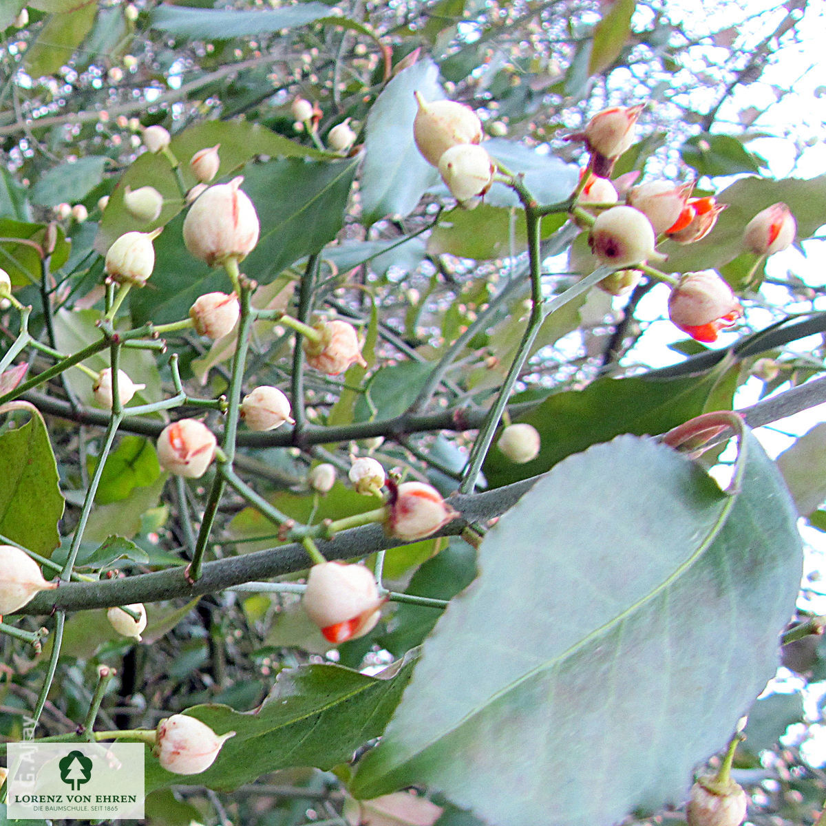 Euonymus fortunei 'Coloratus'