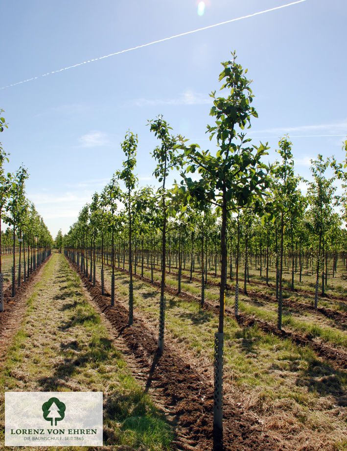 Malus domestica 'Holsteiner Cox'