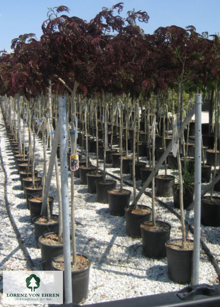 Albizia julibrissin 'Summer Chocolate'