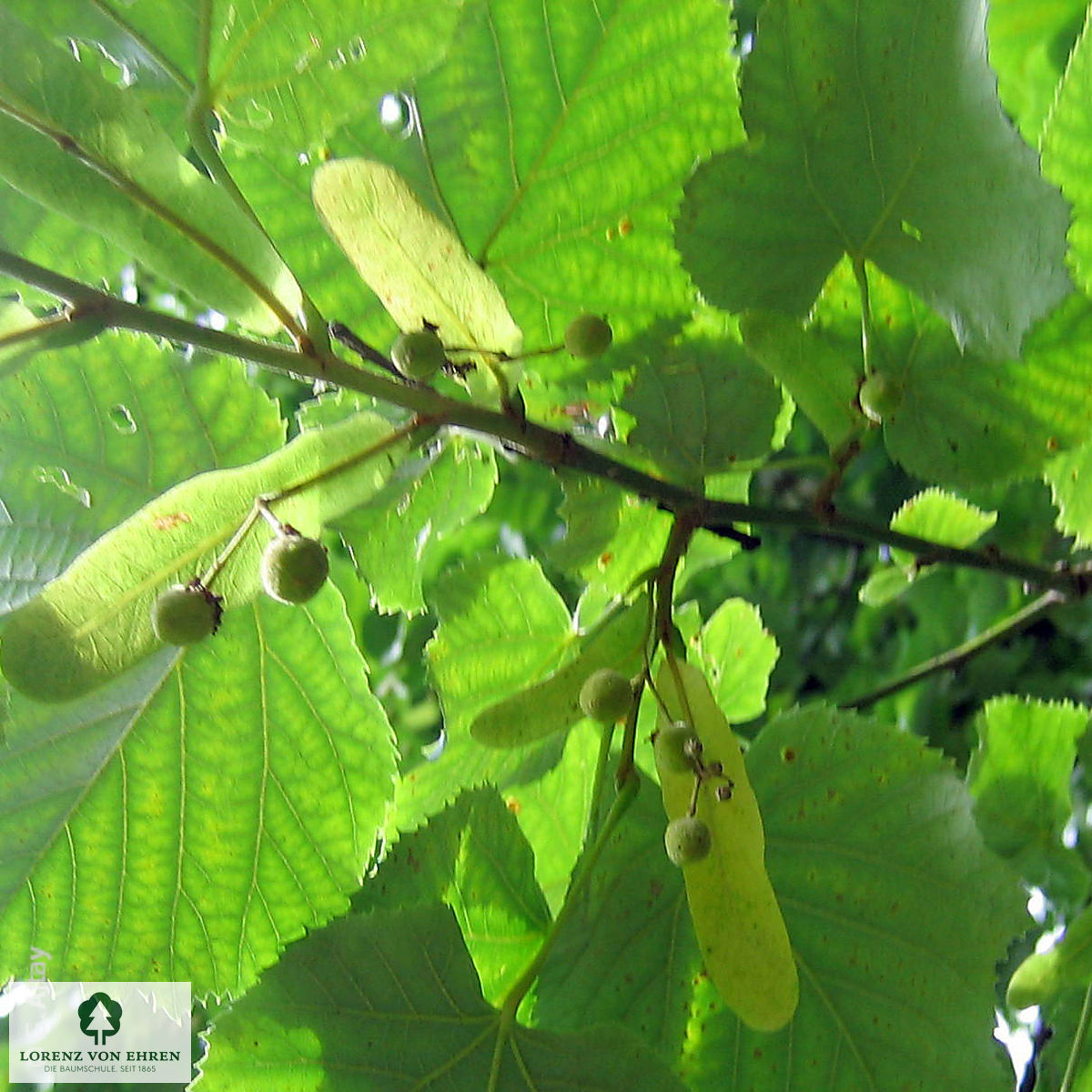 Tilia tomentosa