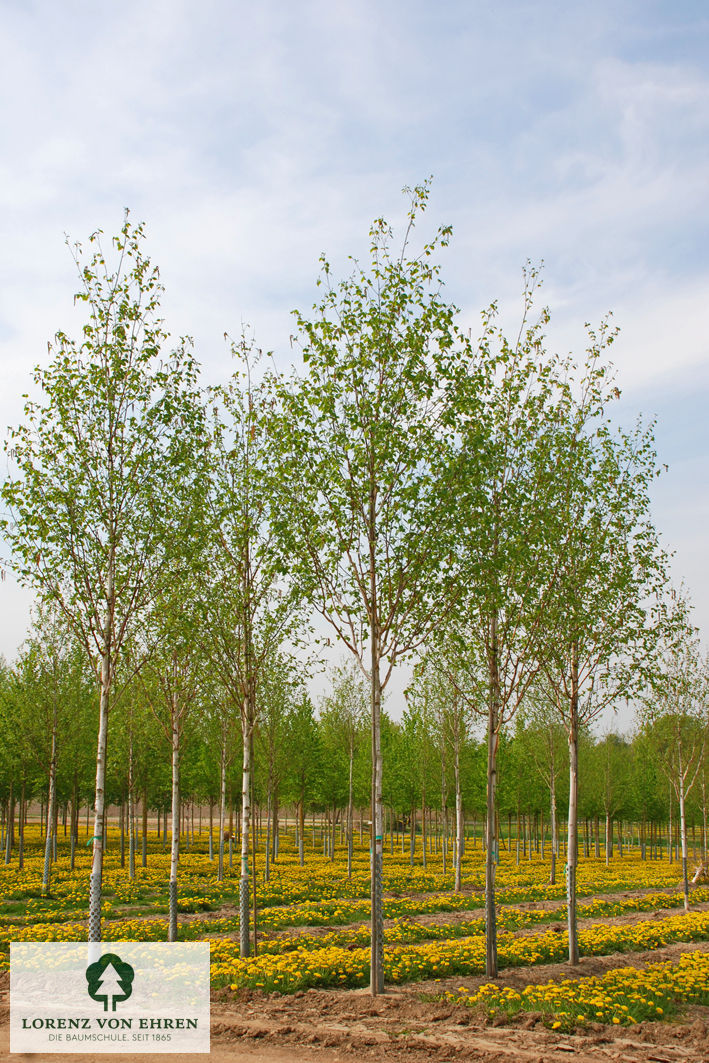 Betula pendula 'Zwitsers Glorie'