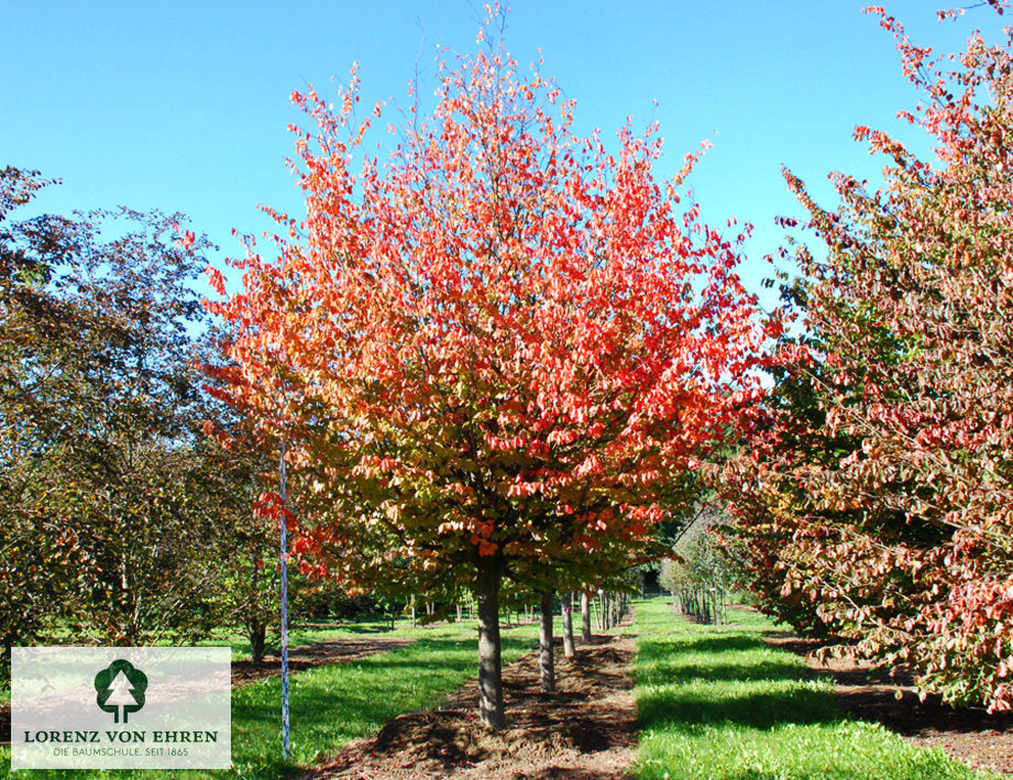 Hochstammiger Eisenbaum mit glänzenden Blättern und stolzer Erscheinung.