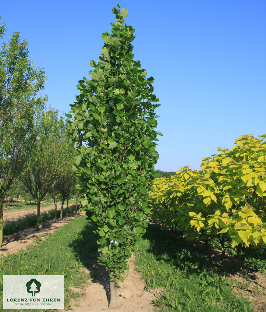 Liriodendron tulipifera 'Fastigiatum'