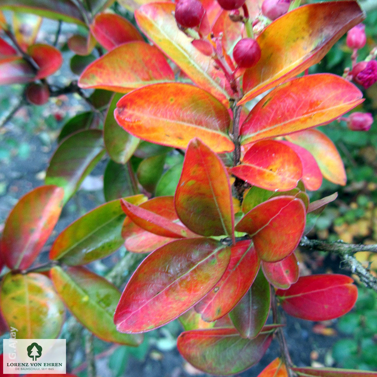 Lagerstroemia indica 'in Farben'