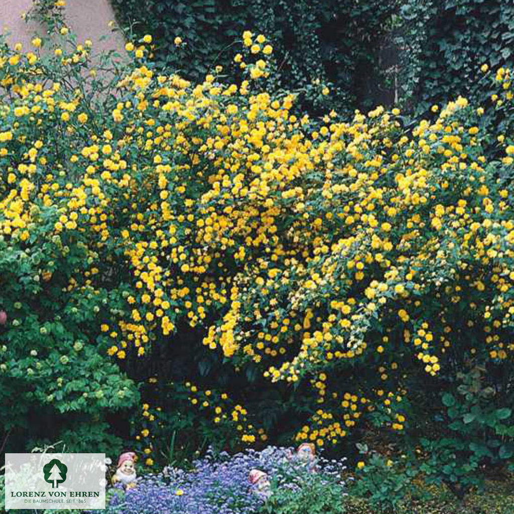 Kerria japonica 'Pleniflora'