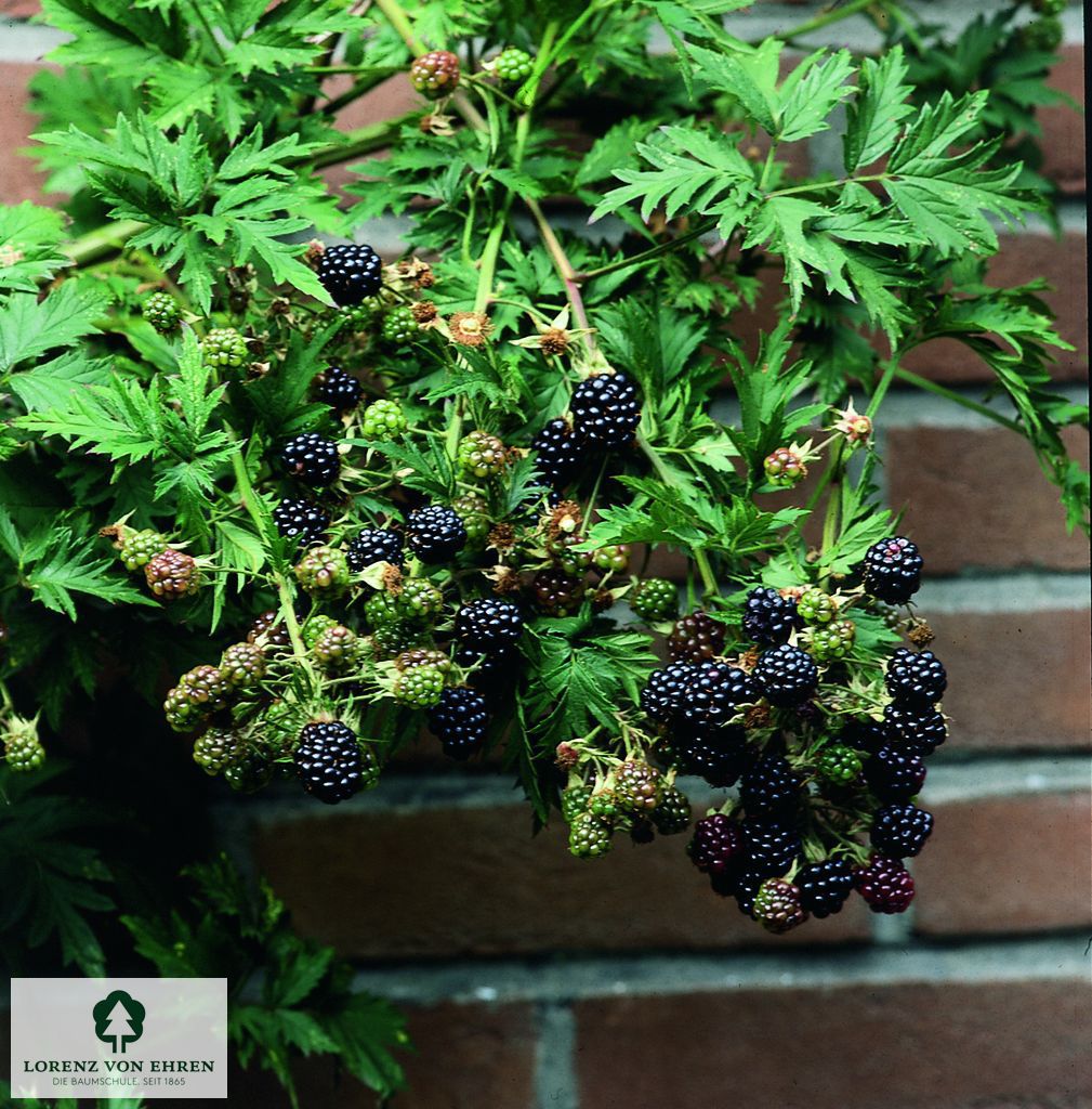 Rubus fruticosus 'Black Satin'