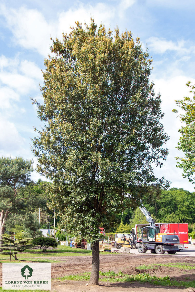 Quercus ilex