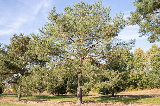 Pinus sylvestris Solitär in der Baumschule Lorenz von Ehren eine Föhre zum Verlieben