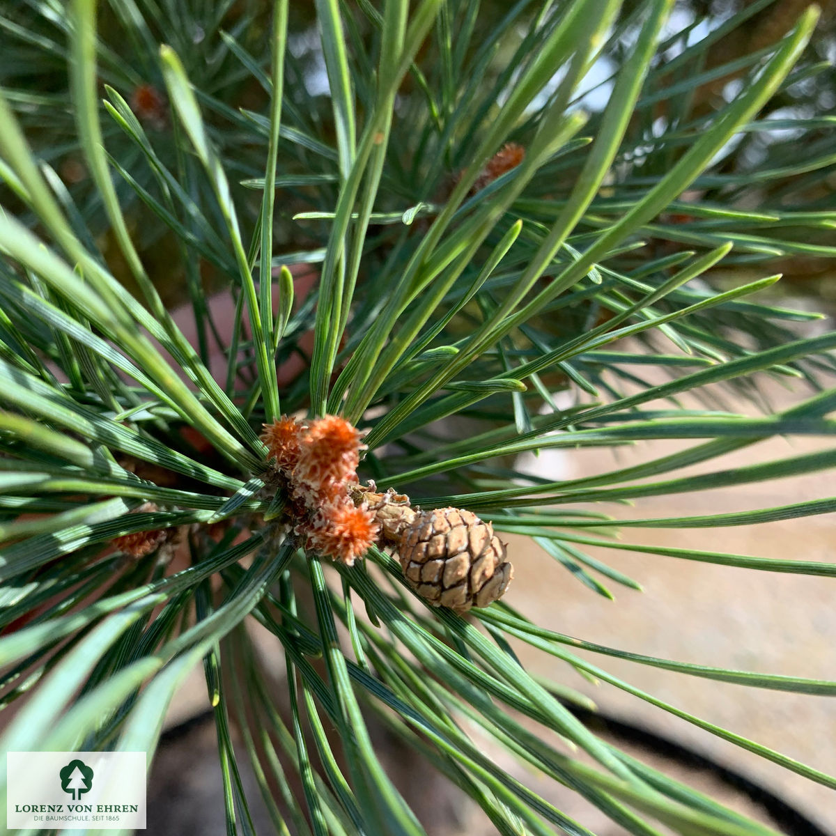 Pinus sylvestris 'Norske Typ'