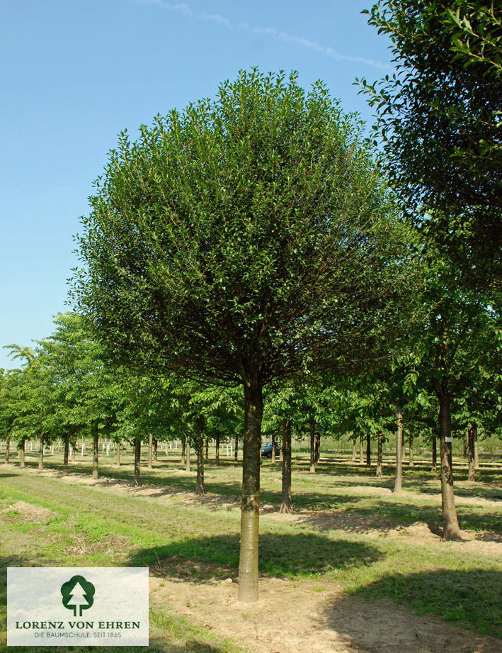 Prunus fruticosa 'Globosa'