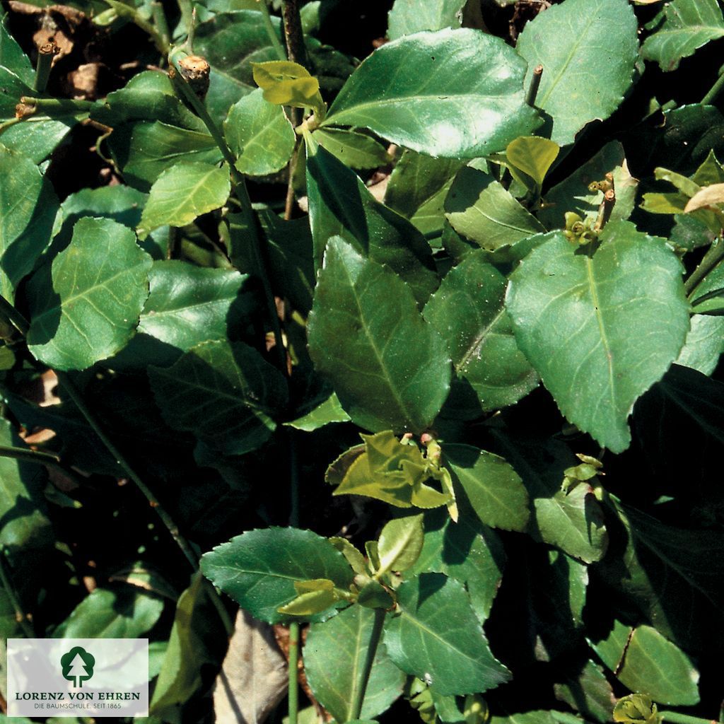 Euonymus fortunei 'Dart's Blanket'