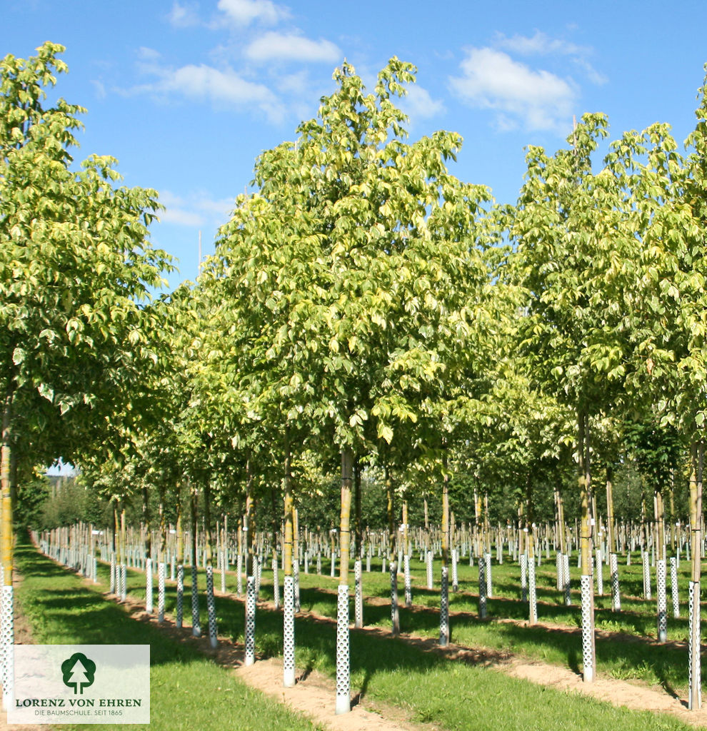 Acer negundo 'Aureovariegatum'