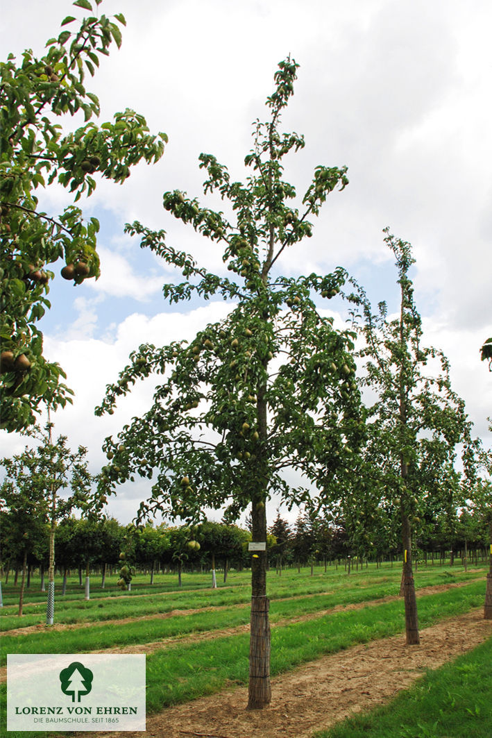 Pyrus communis 'Köstliche Von Charneu'