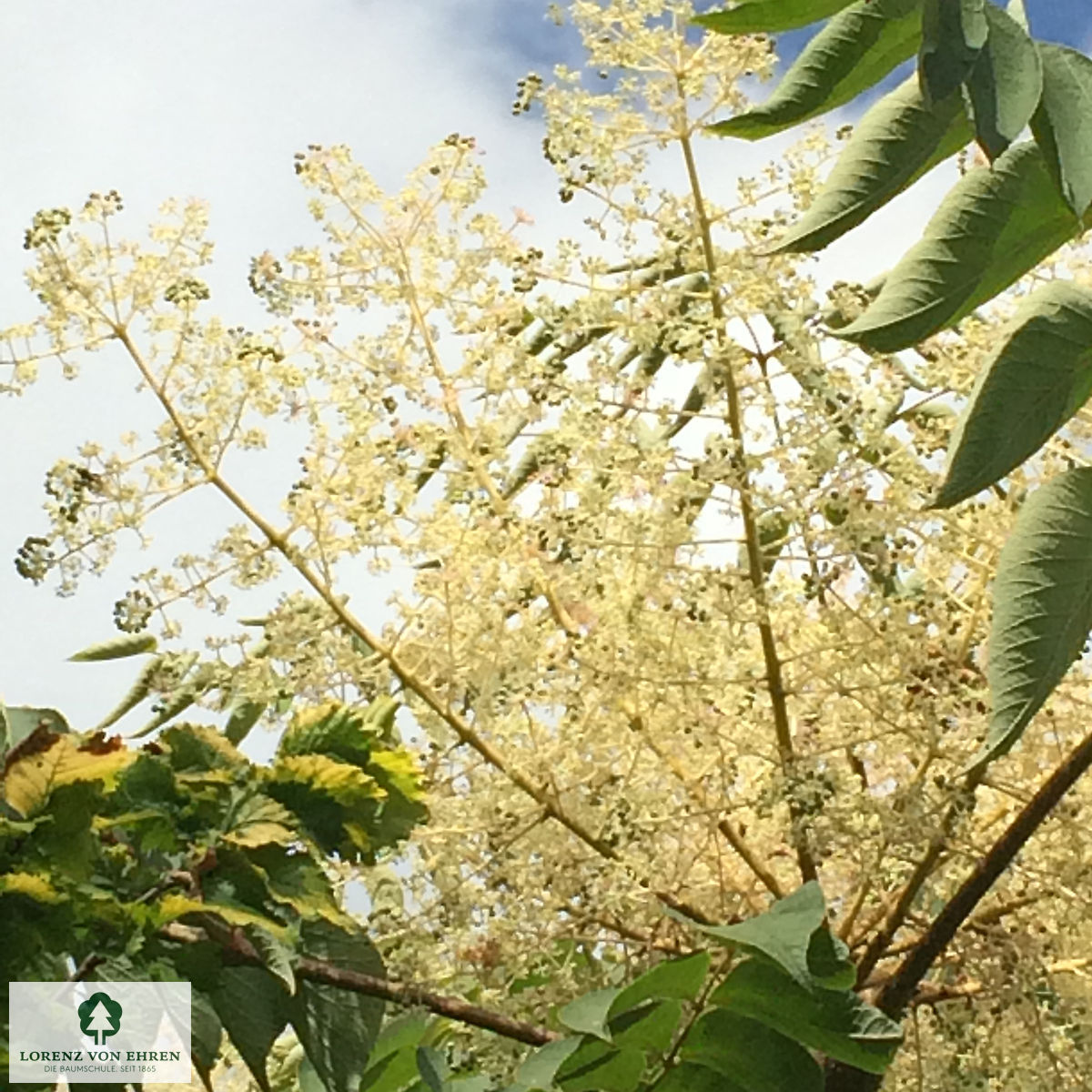 Aralia elata