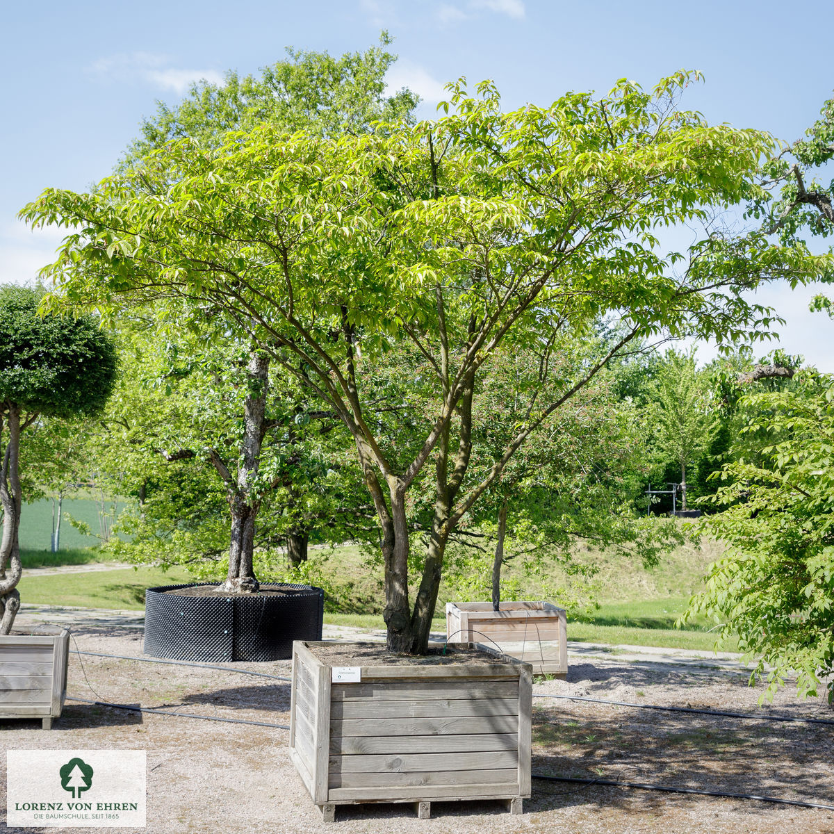 Carpinus japonica