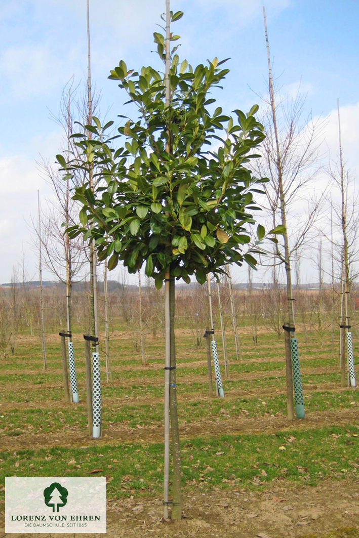 Prunus laurocerasus 'Rotundifolia'