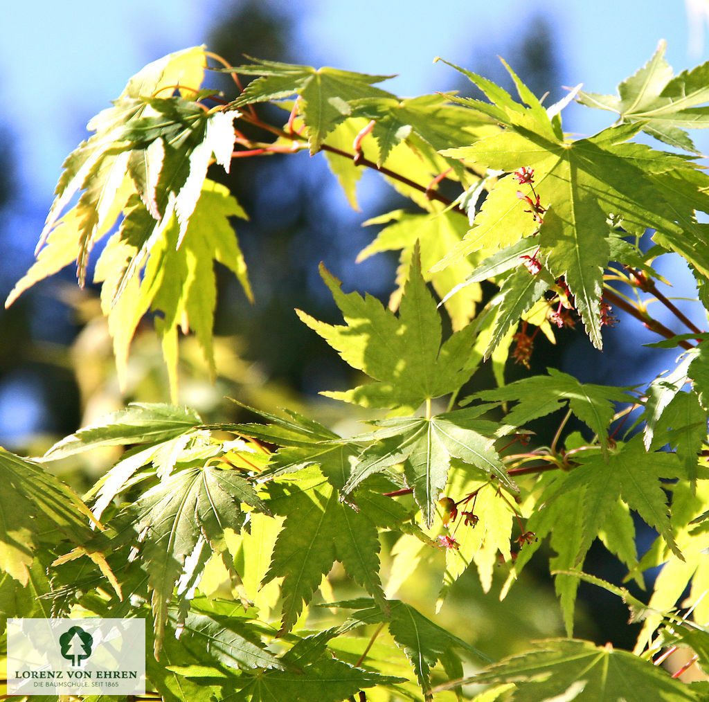 Acer palmatum