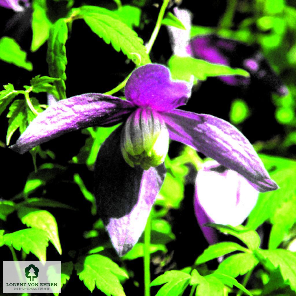 Clematis alpina