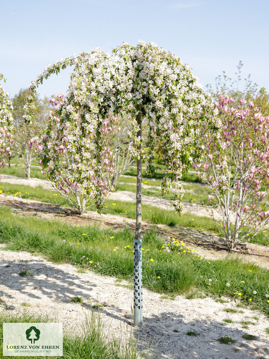 Malus 'Red Jade'