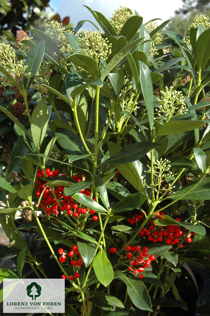 Skimmia japonica
