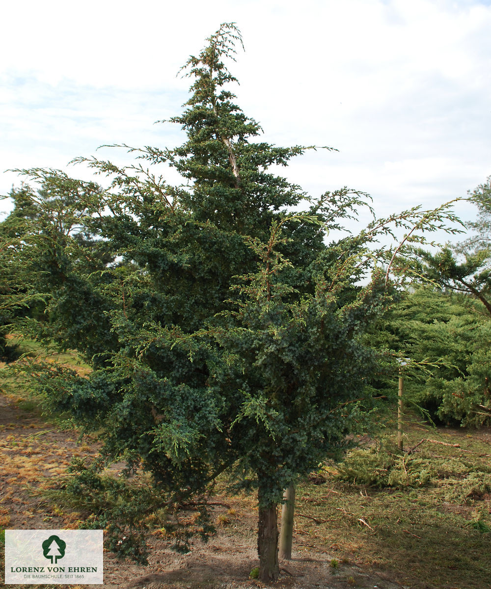 Juniperus chinensis 'Blue Alps'