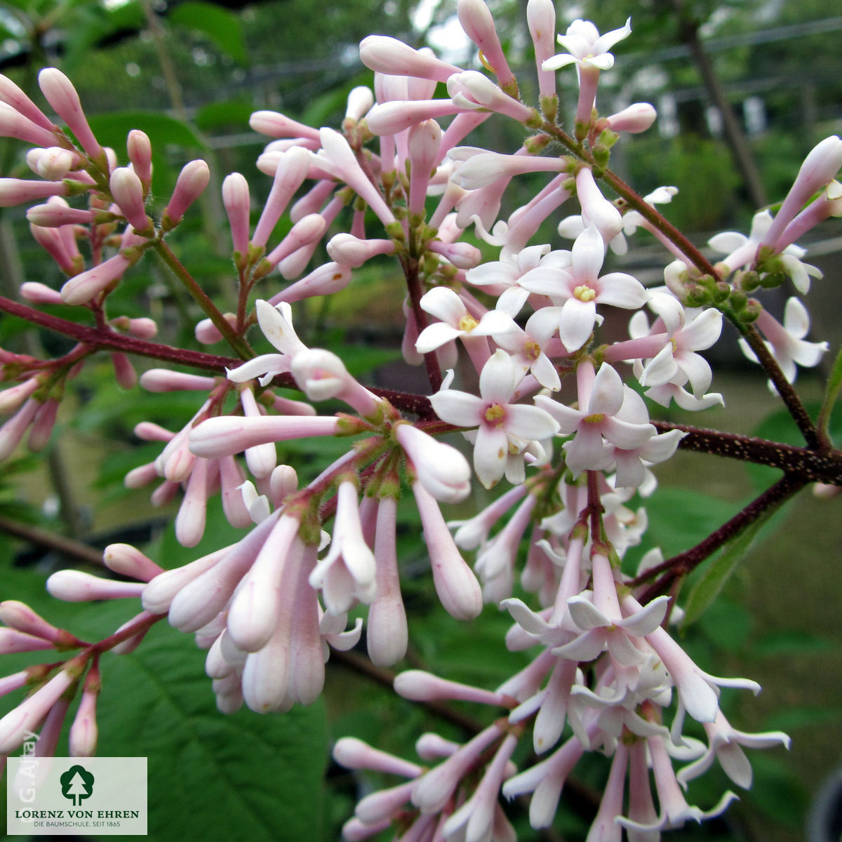 Syringa josikaea