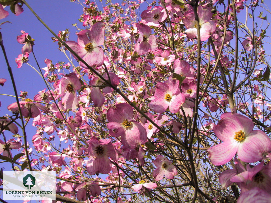 Cornus florida 'Rubra'