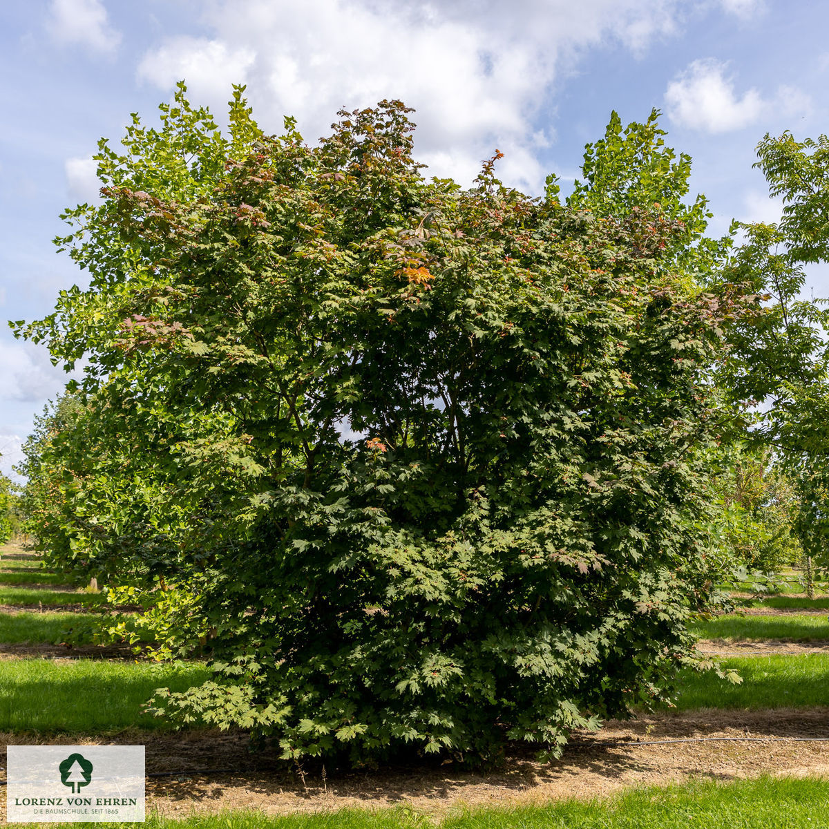 Acer japonicum 'Vitifolium'