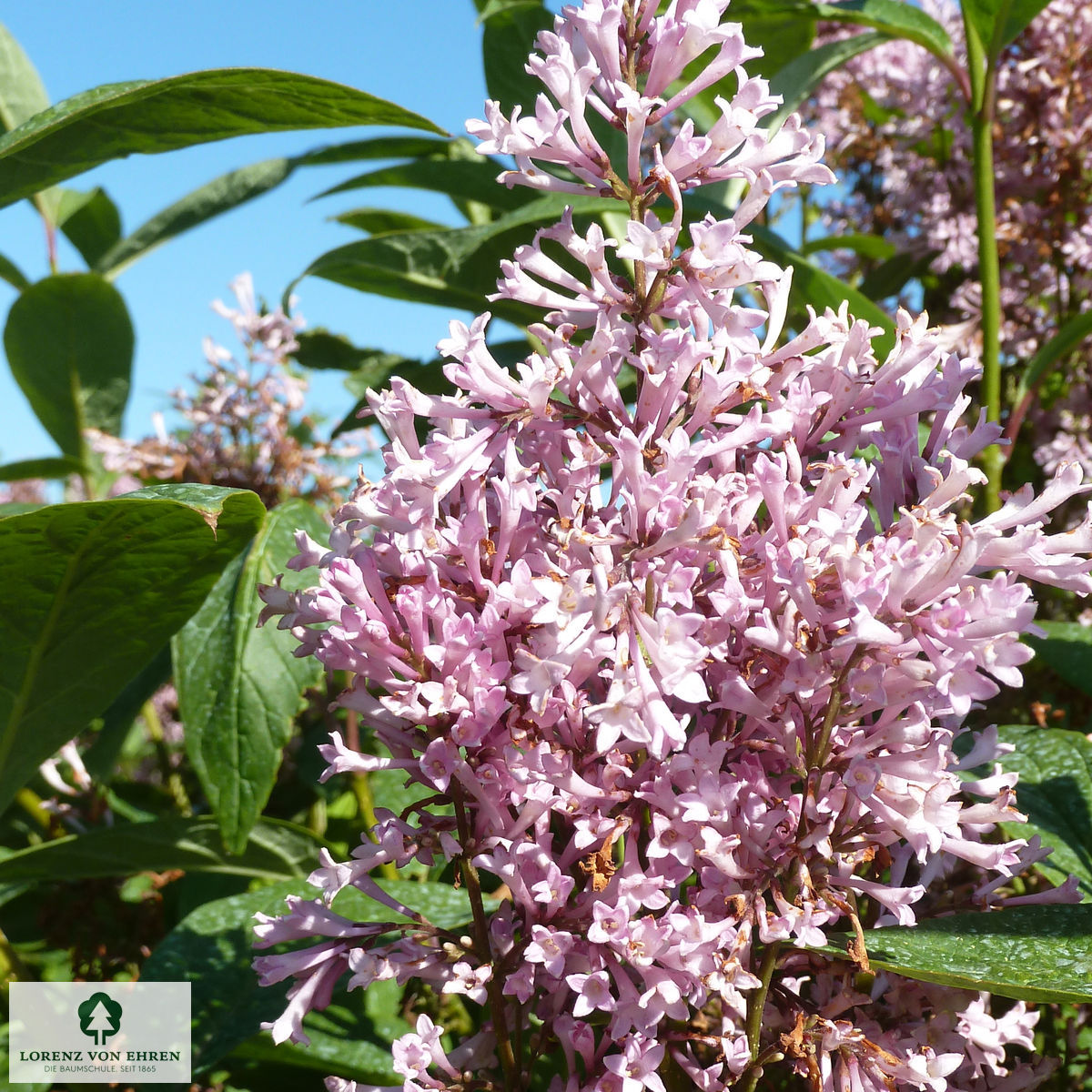 Syringa prestoniae 'Royalty'