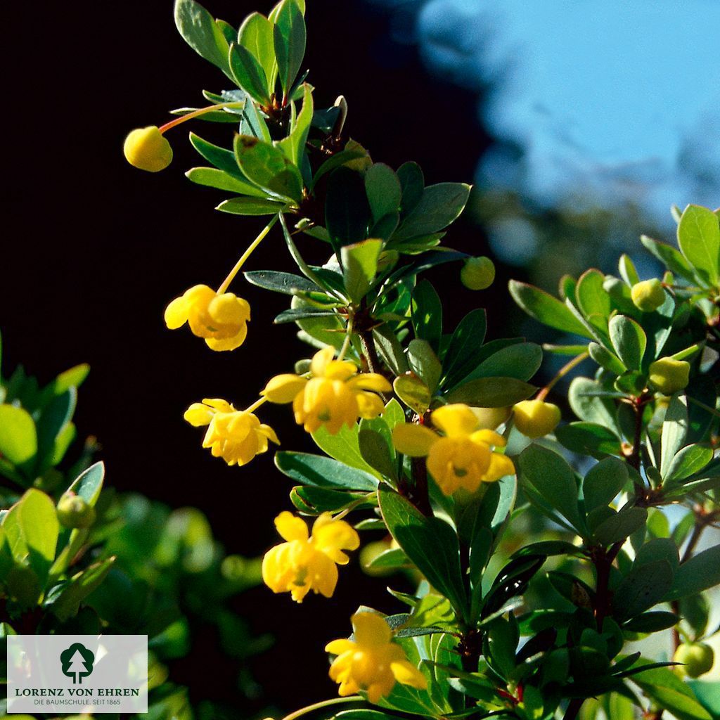 Berberis buxifolia 'Nana'