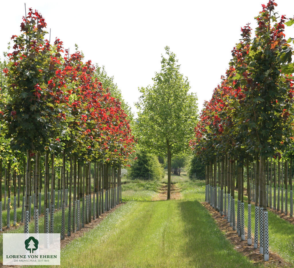 Acer platanoides 'Deborah'