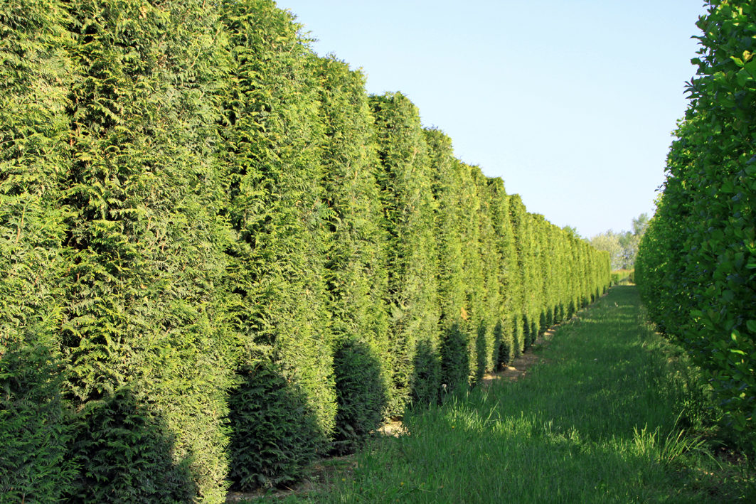 Grüne Hecke