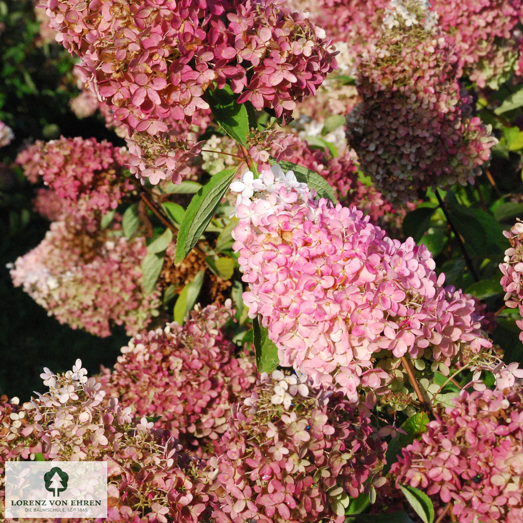 Hydrangea paniculata 'Grandiflora'