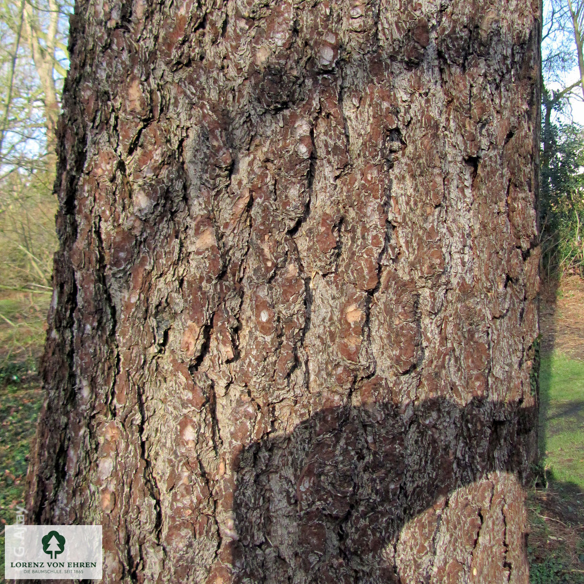 Pinus jeffreyi