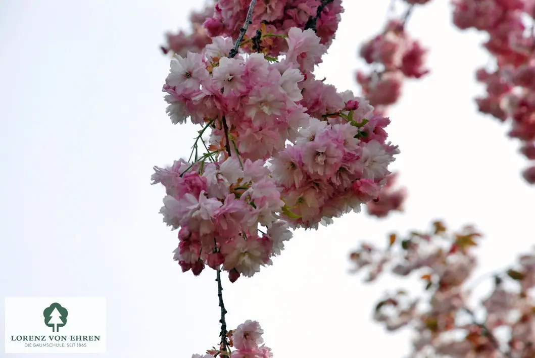 Prunus serrulata 'Pink Perfection'