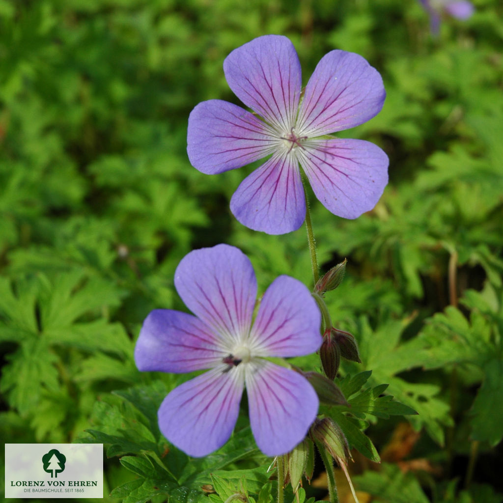 Geranium 'Johnsons Blue'