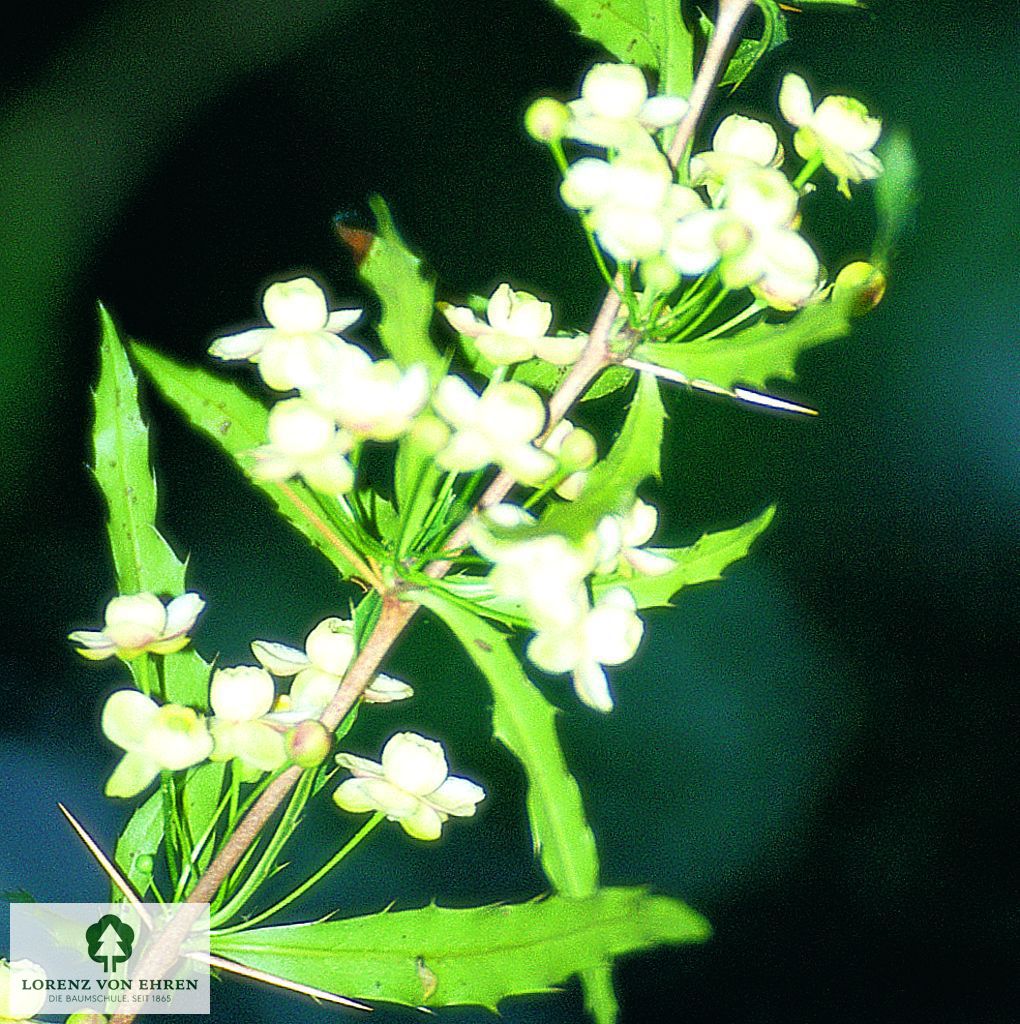 Berberis gagnepainii lanceifolia