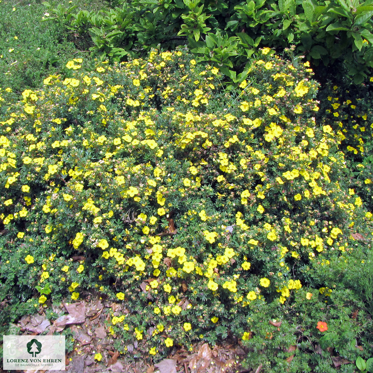 Potentilla fruticosa 'Goldfinger'