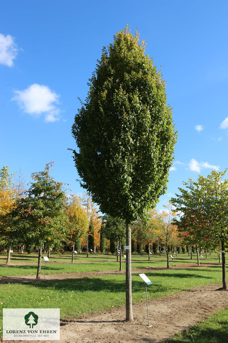 Carpinus betulus 'Frans Fontaine'